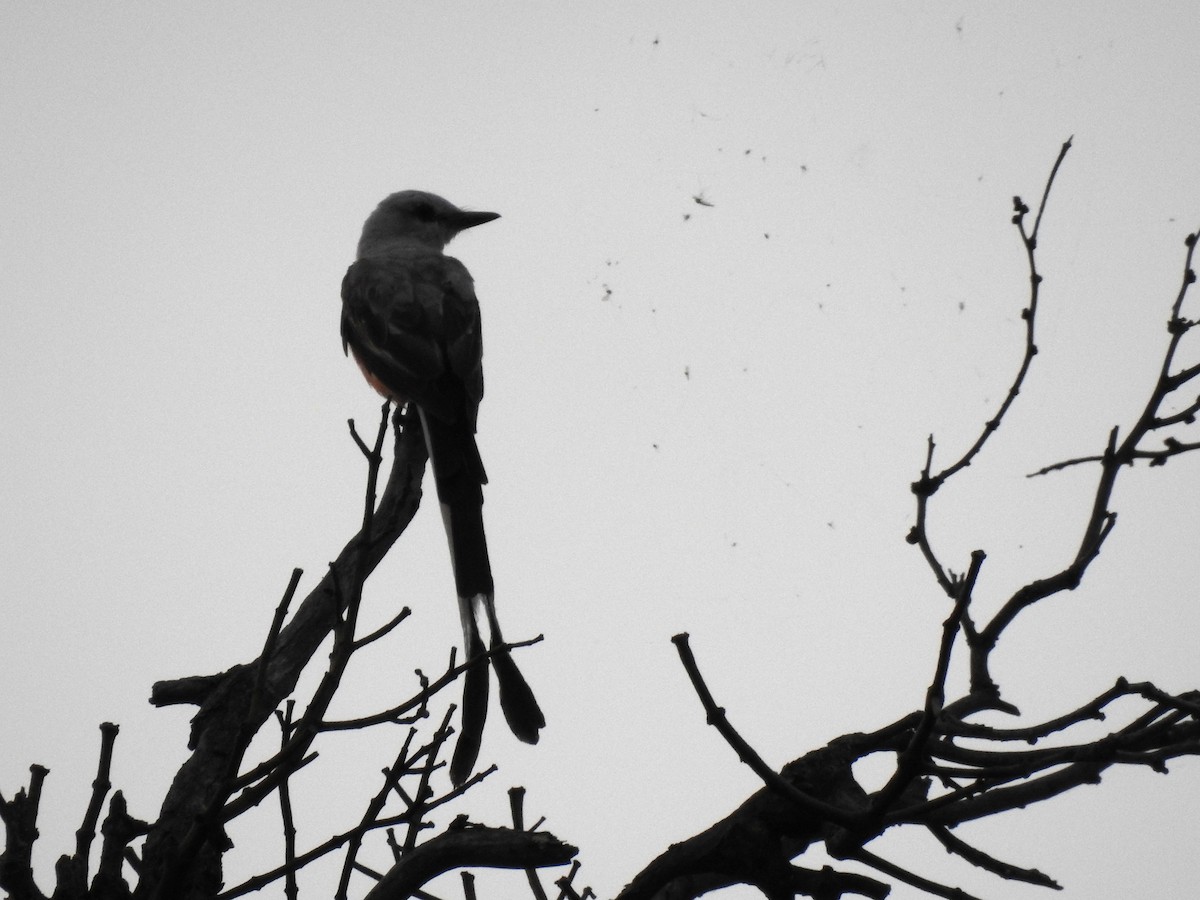 Scissor-tailed Flycatcher - ML643700313
