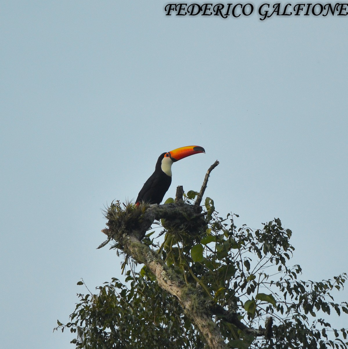 Toco Toucan - ML643700319