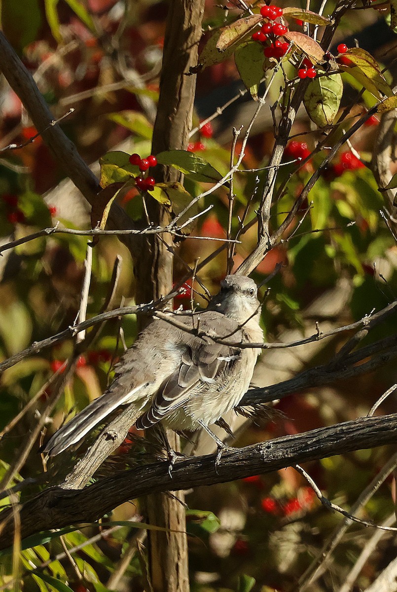 Northern Mockingbird - ML643700324