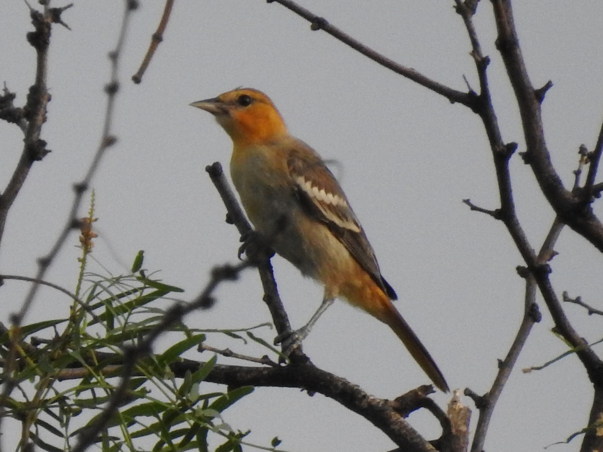 Bullock's Oriole - ML643700329