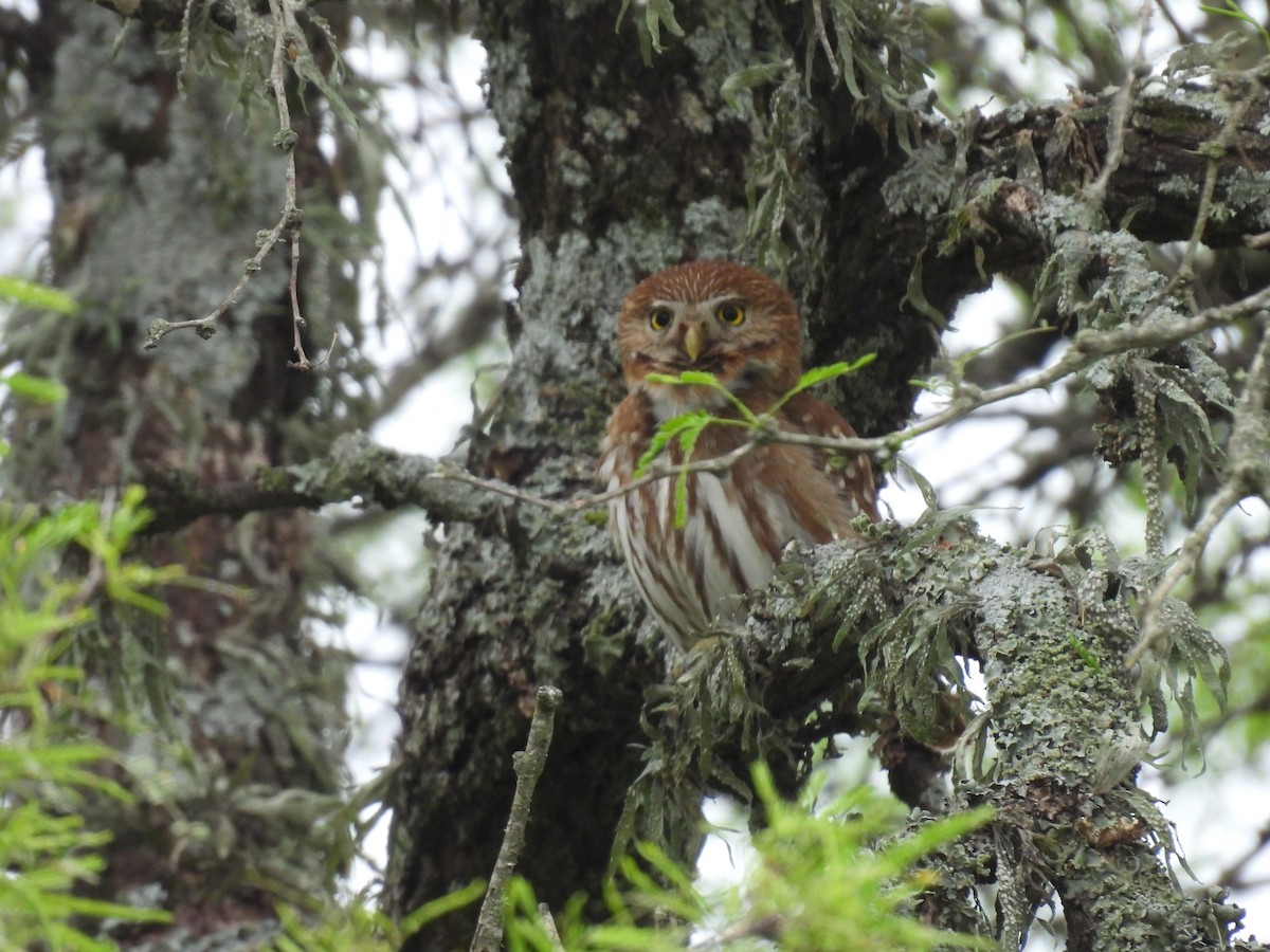 Ferruginous Pygmy-Owl - ML643700334