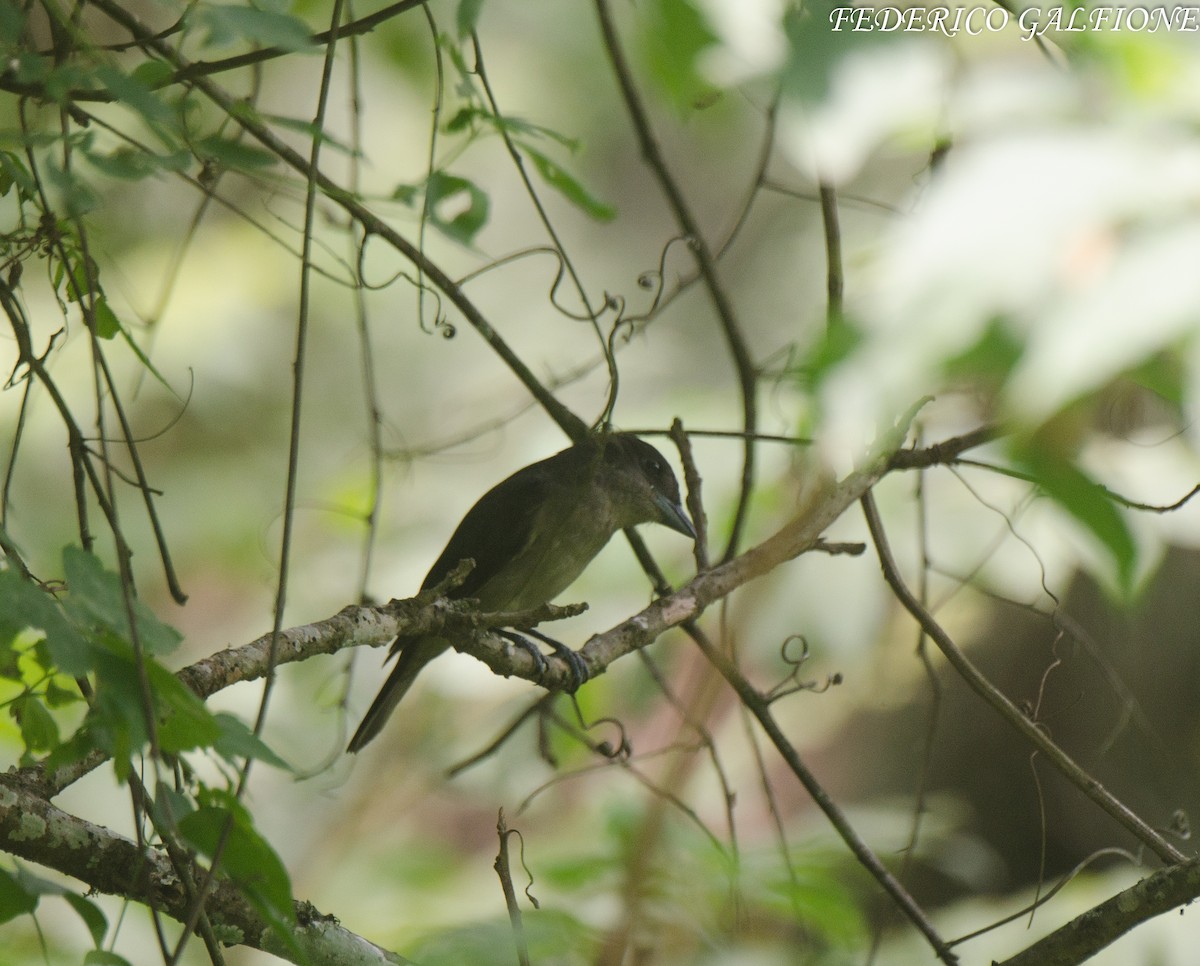 Crested Becard - ML643700335