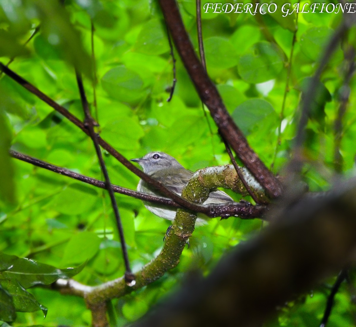Greenish Elaenia - ML643700351