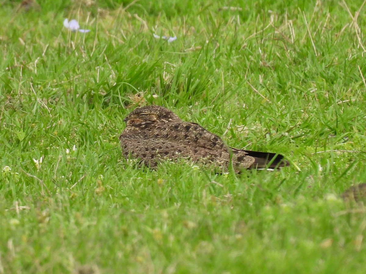 Nacunda Nighthawk - ML643700352