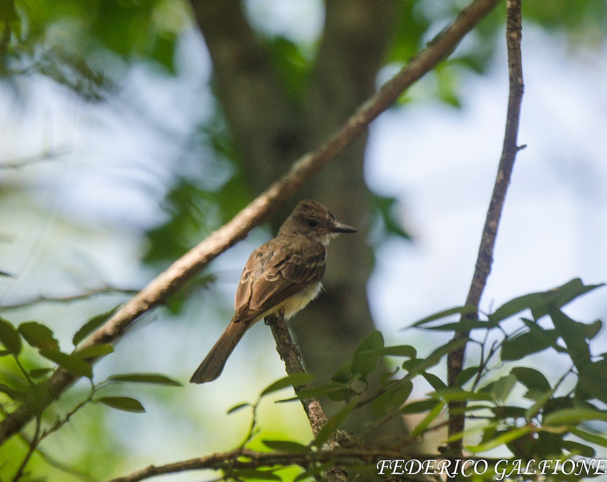 Brown-crested Flycatcher - ML643700360