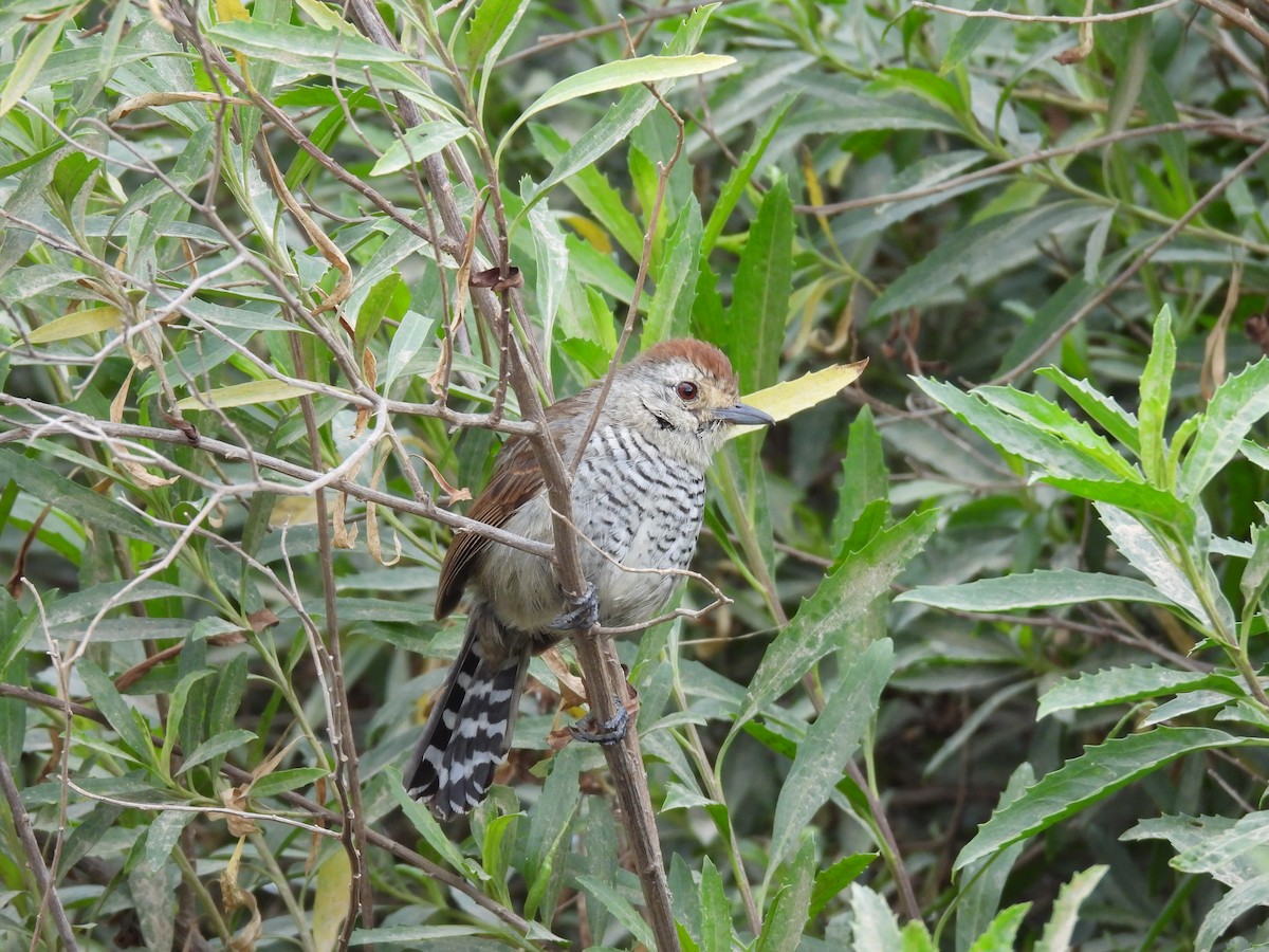 Rufous-capped Antshrike - ML643700361