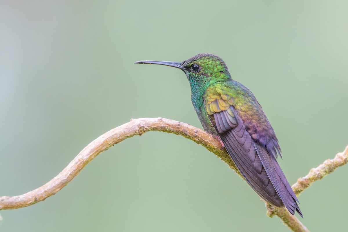 Bronze-tailed Plumeleteer - ML643700362
