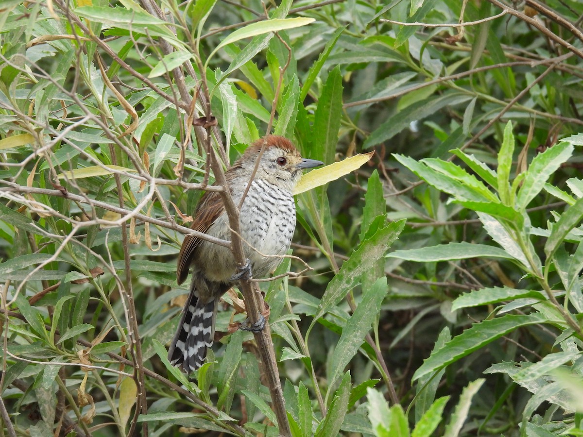 Rufous-capped Antshrike - ML643700370