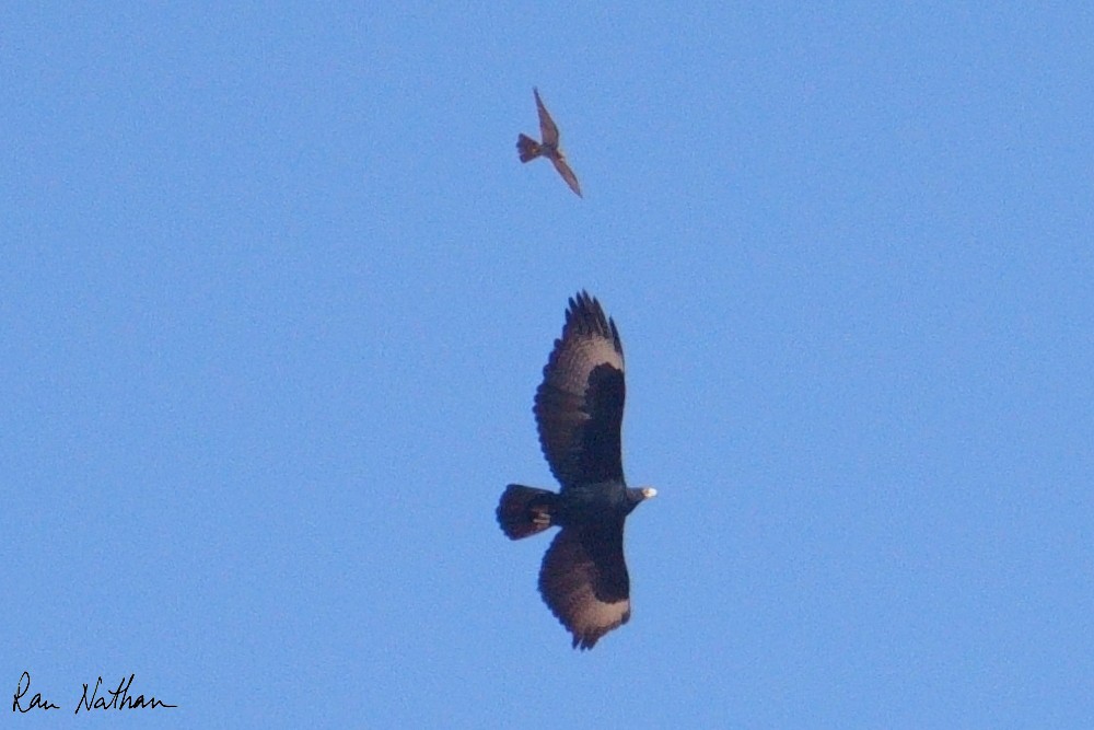 Verreaux's Eagle - ML643700390