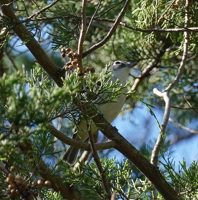Blue-headed Vireo - ML643700391