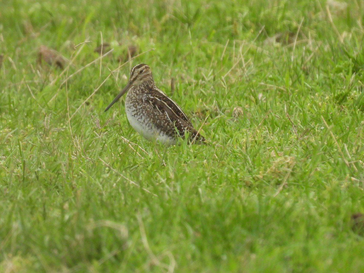 Pantanal Snipe - ML643700393