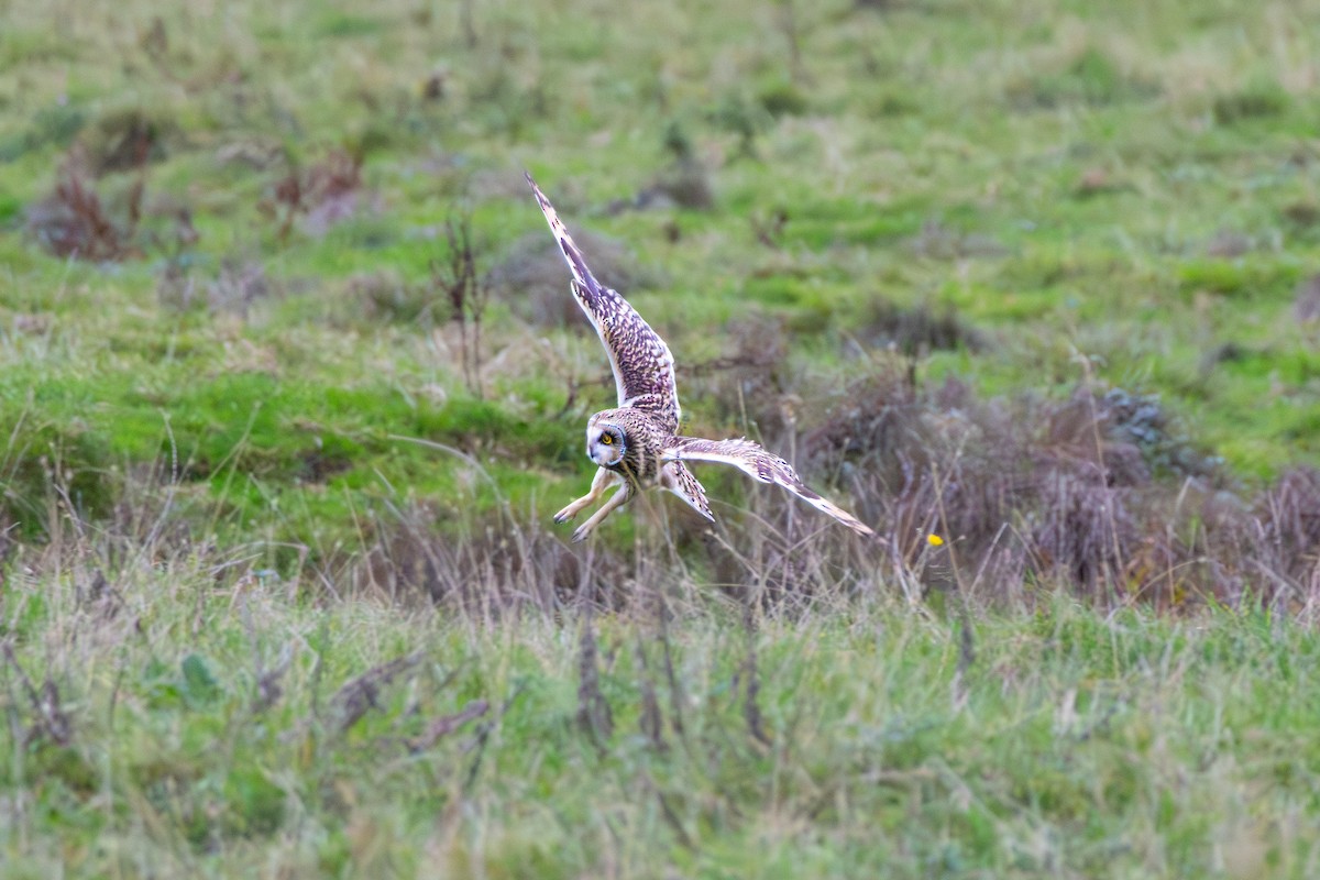 Short-eared Owl - ML643700396