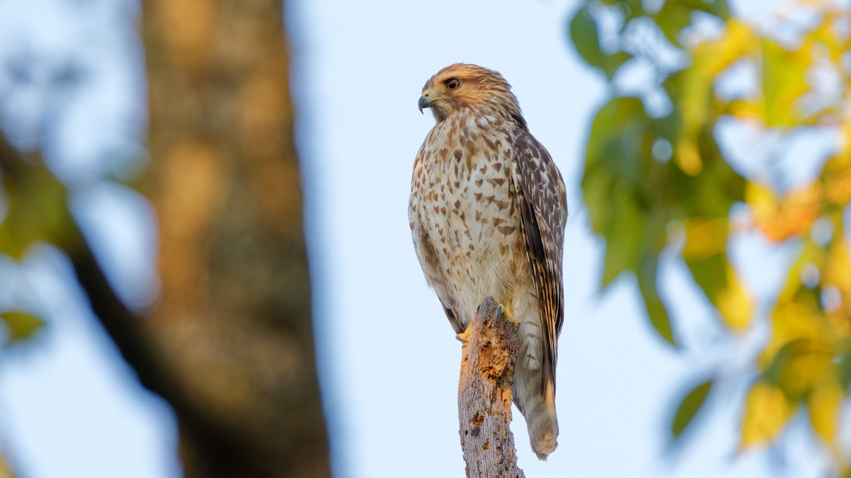 Red-shouldered Hawk - ML643700401