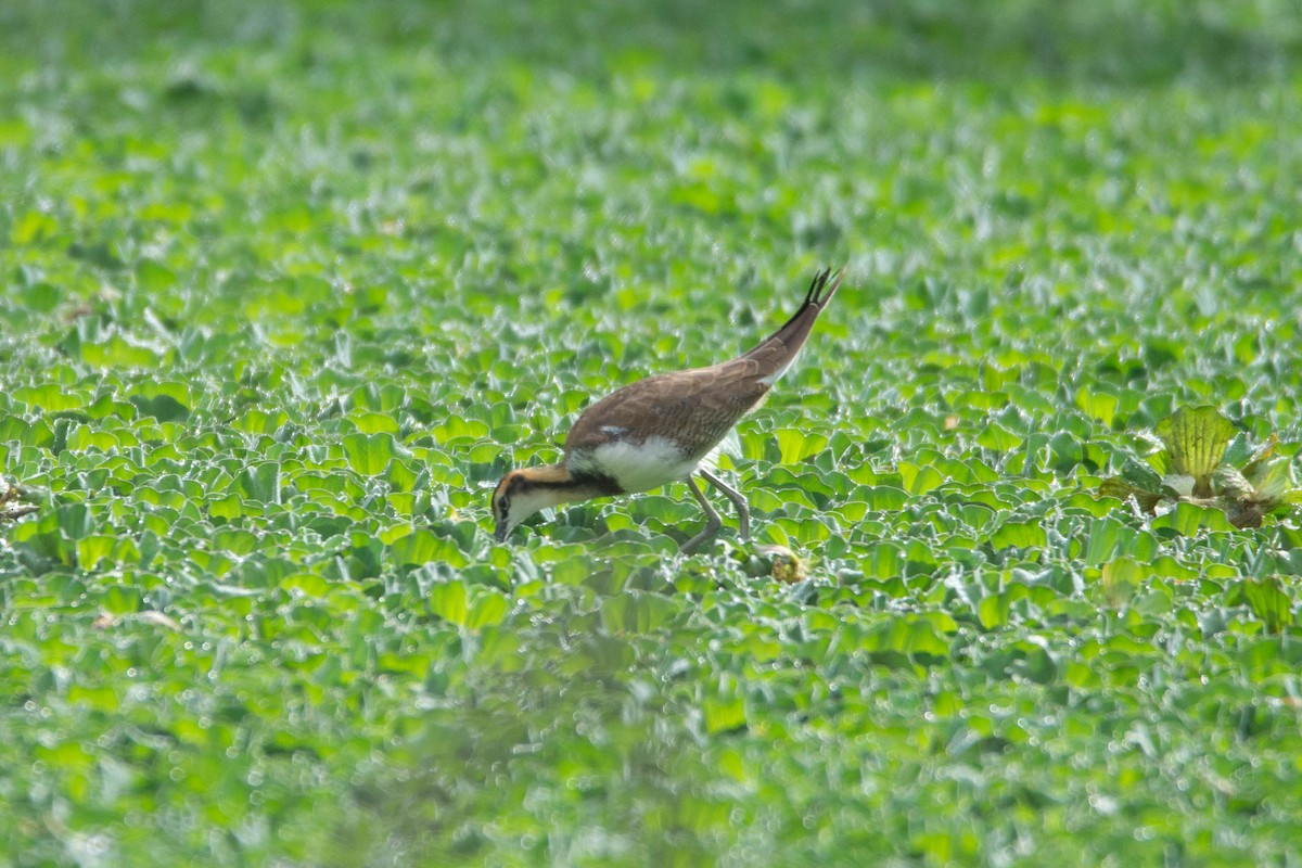Pheasant-tailed Jacana - ML643700402