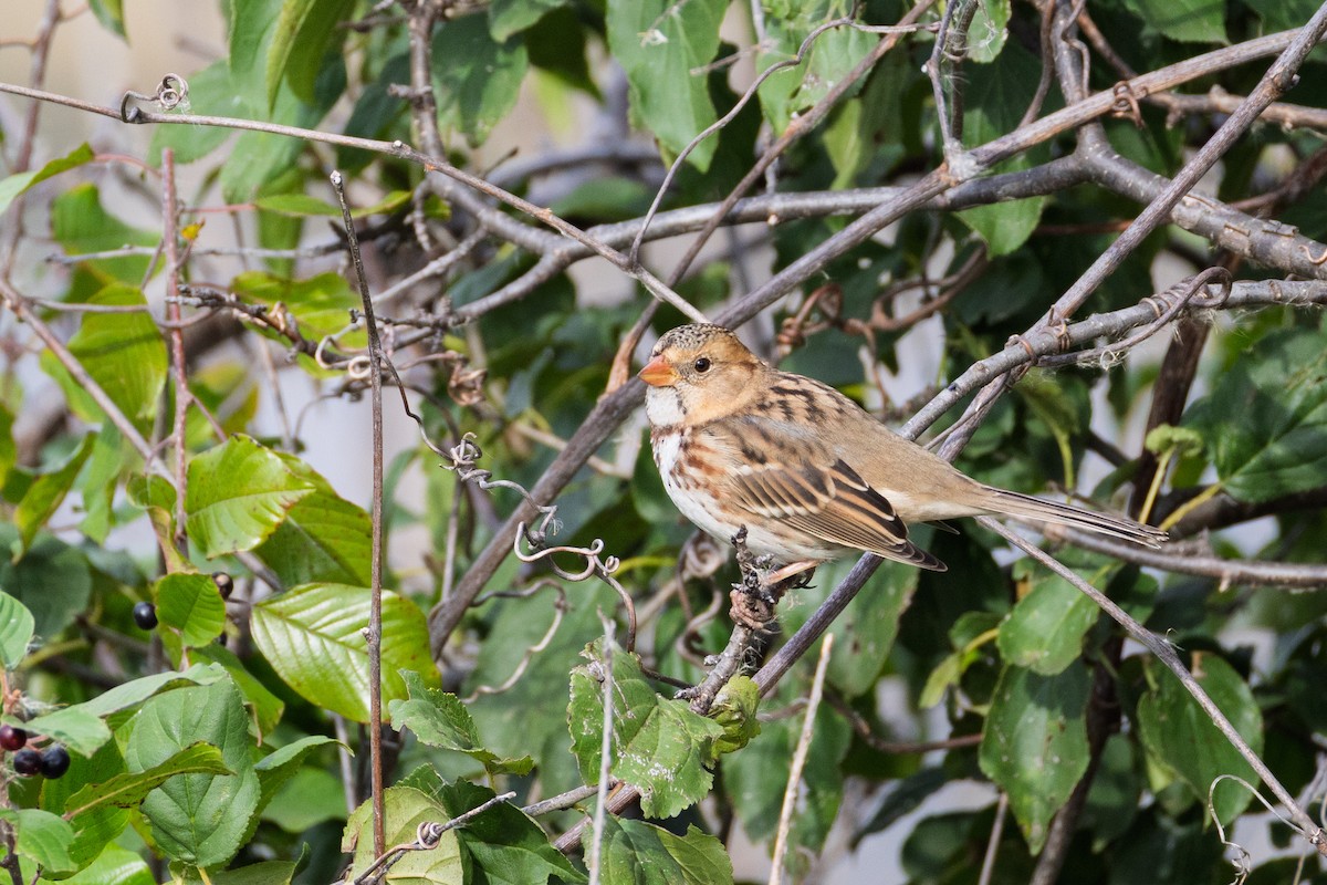 Harris's Sparrow - ML643700406