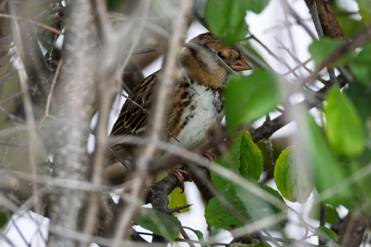 Harris's Sparrow - ML643700407