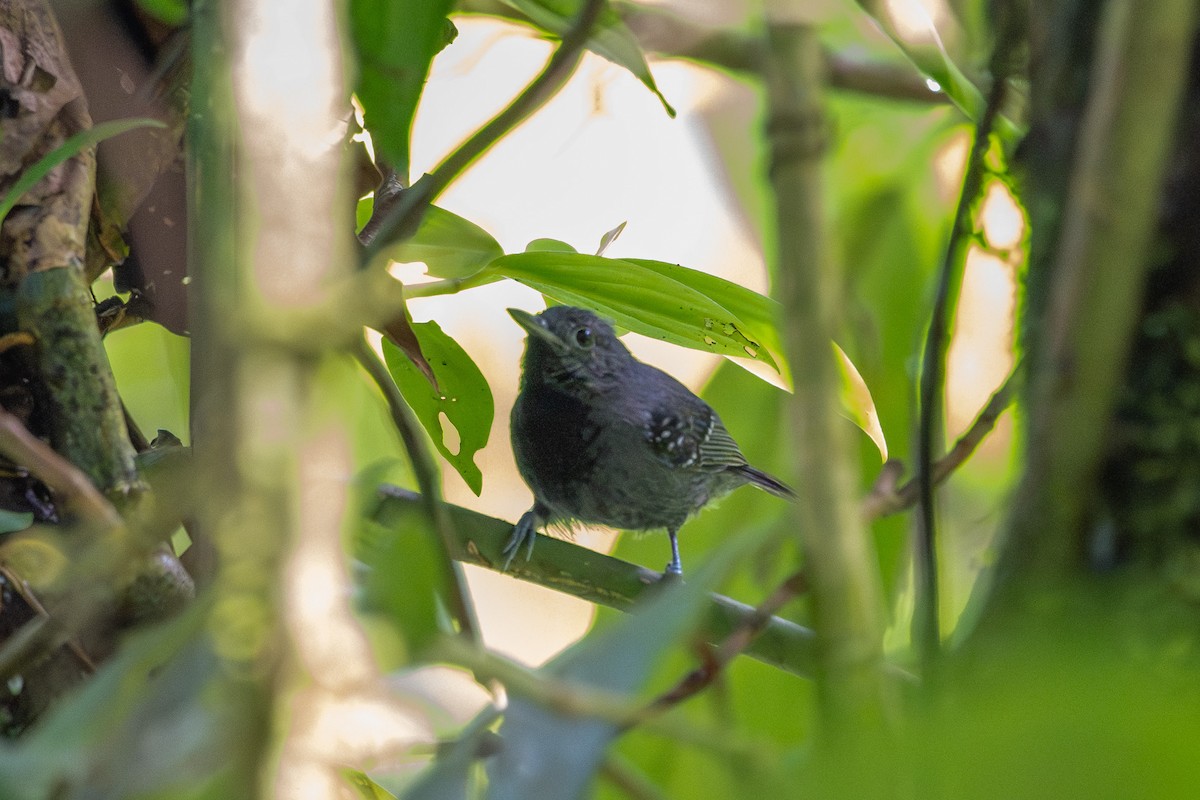 Slaty Antwren - ML643700417
