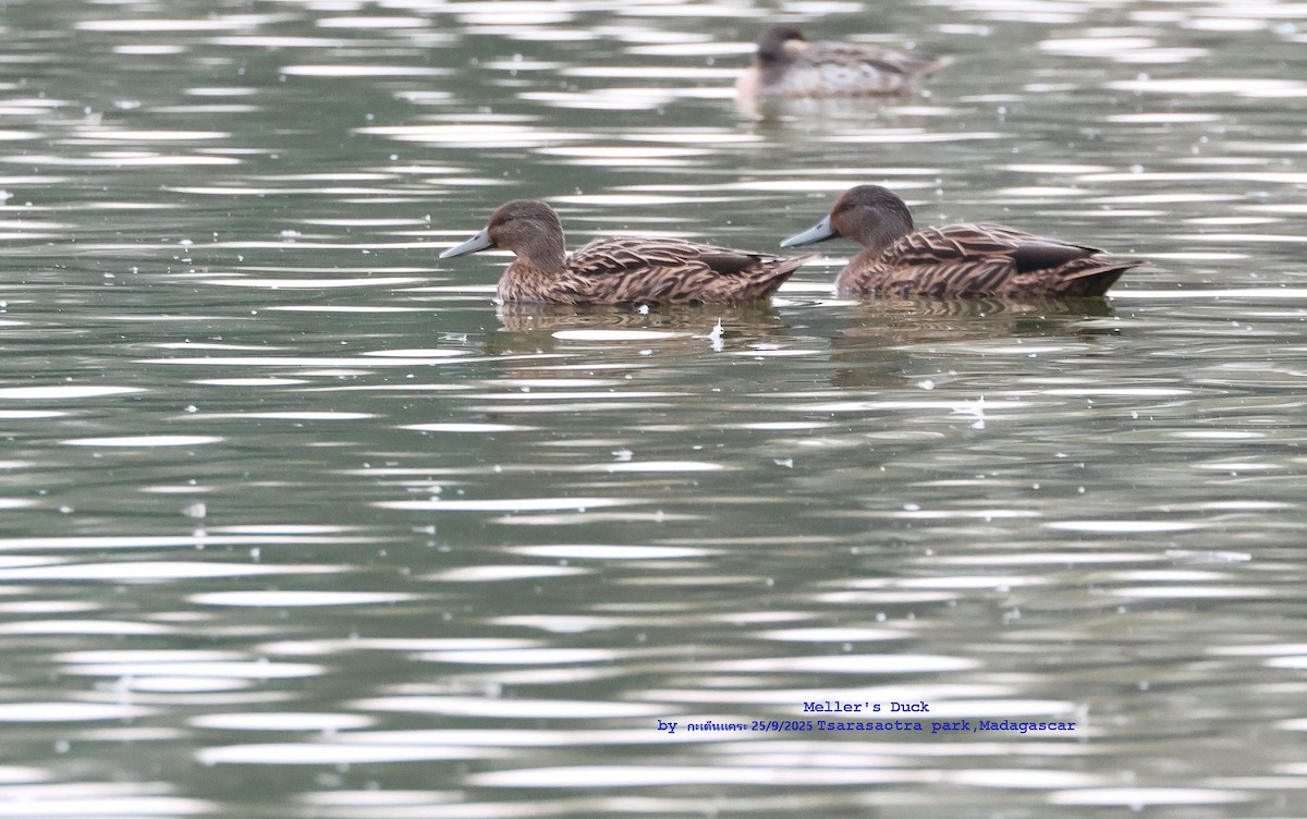 Meller's Duck - ML643700427