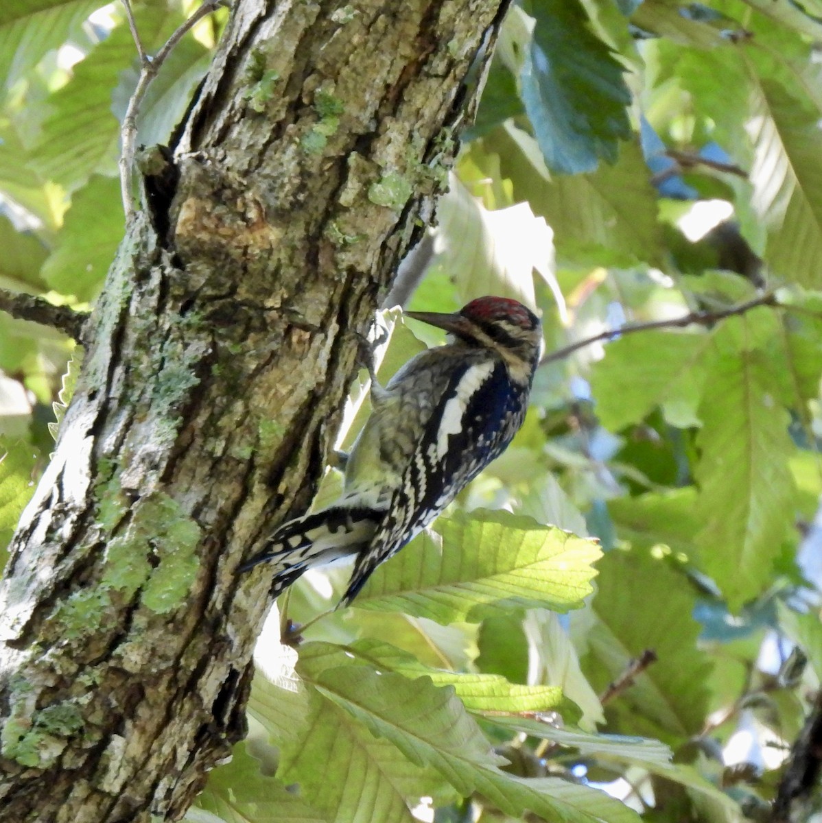Yellow-bellied Sapsucker - ML643700435