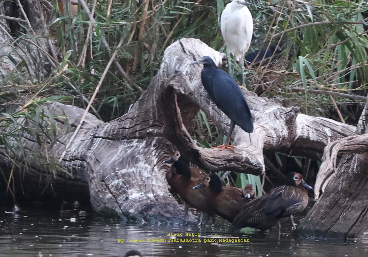 Black Heron - ML643700440