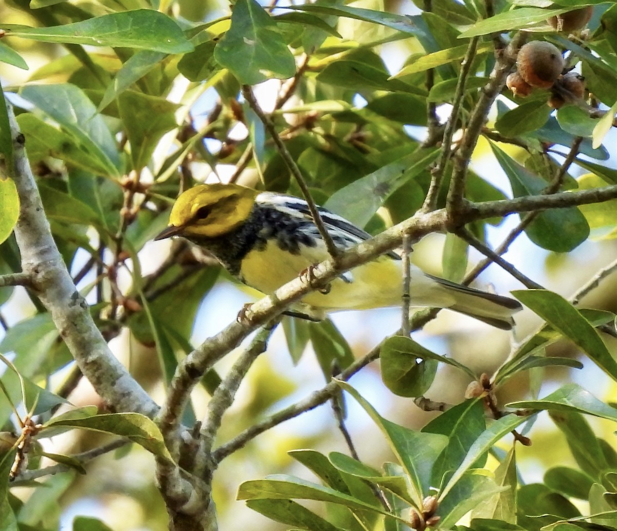 Black-throated Green Warbler - ML643700443