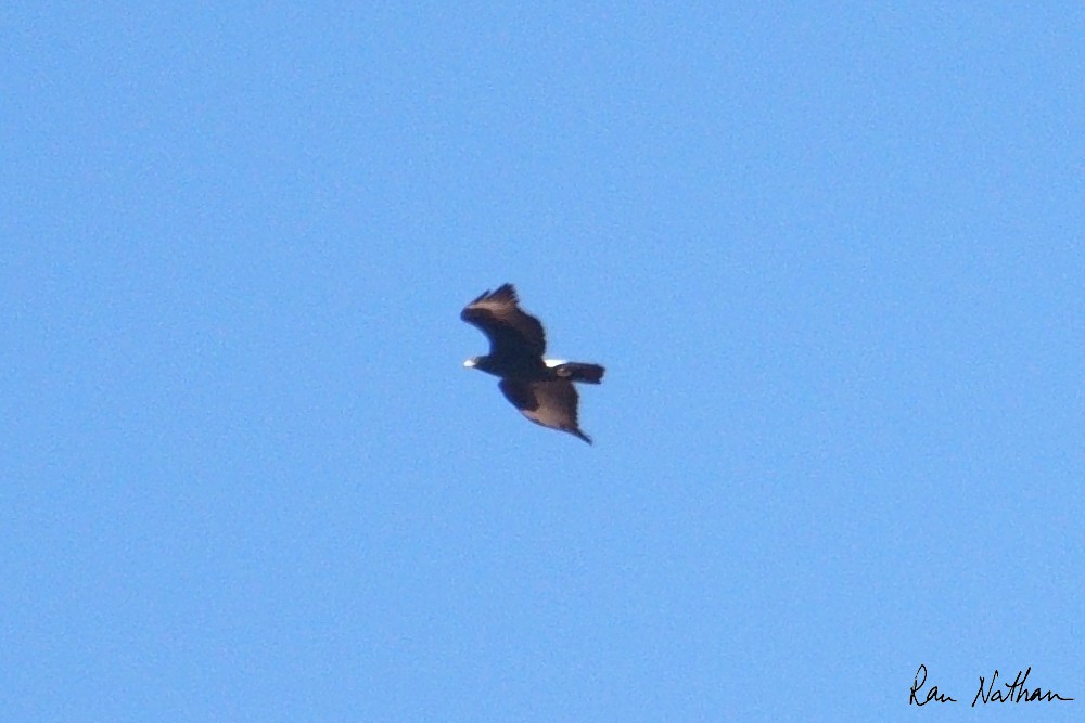 Verreaux's Eagle - ML643700447