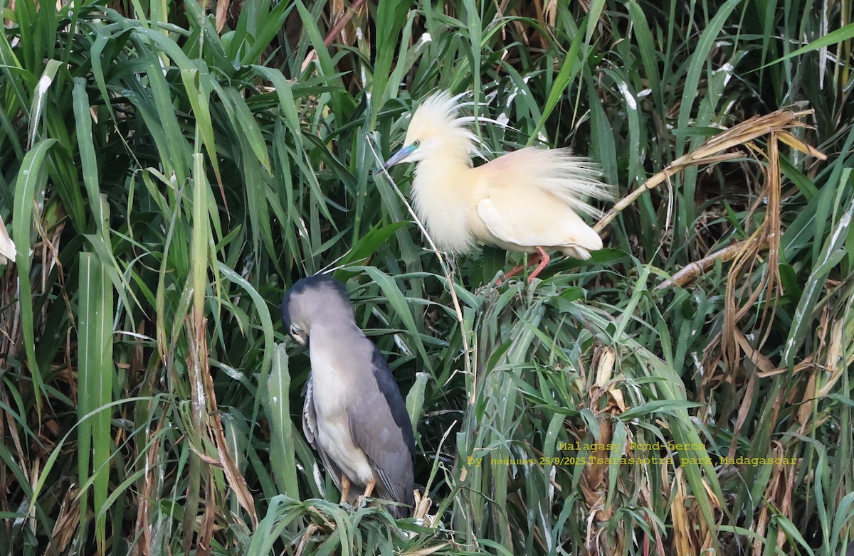 Malagasy Pond-Heron - ML643700449