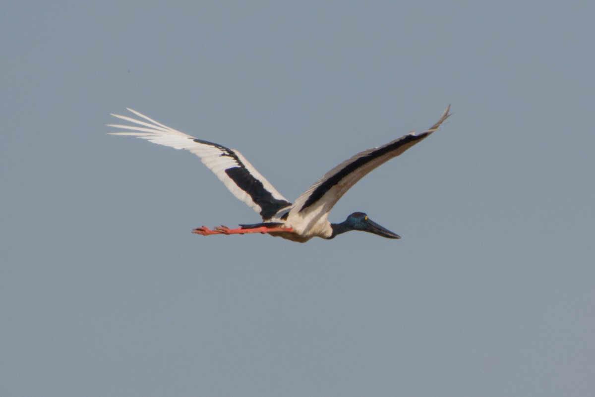 Black-necked Stork - ML643700460