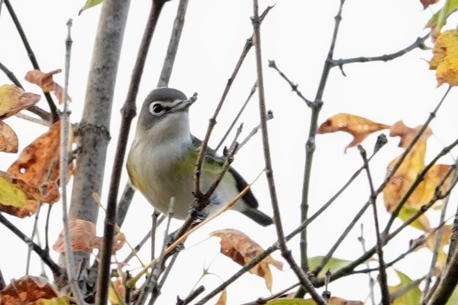Blue-headed Vireo - ML643700477