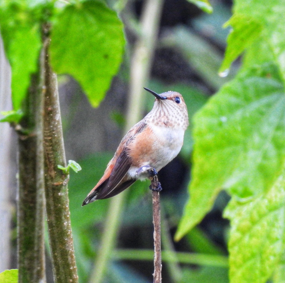 Rufous/Allen's Hummingbird - ML643700500
