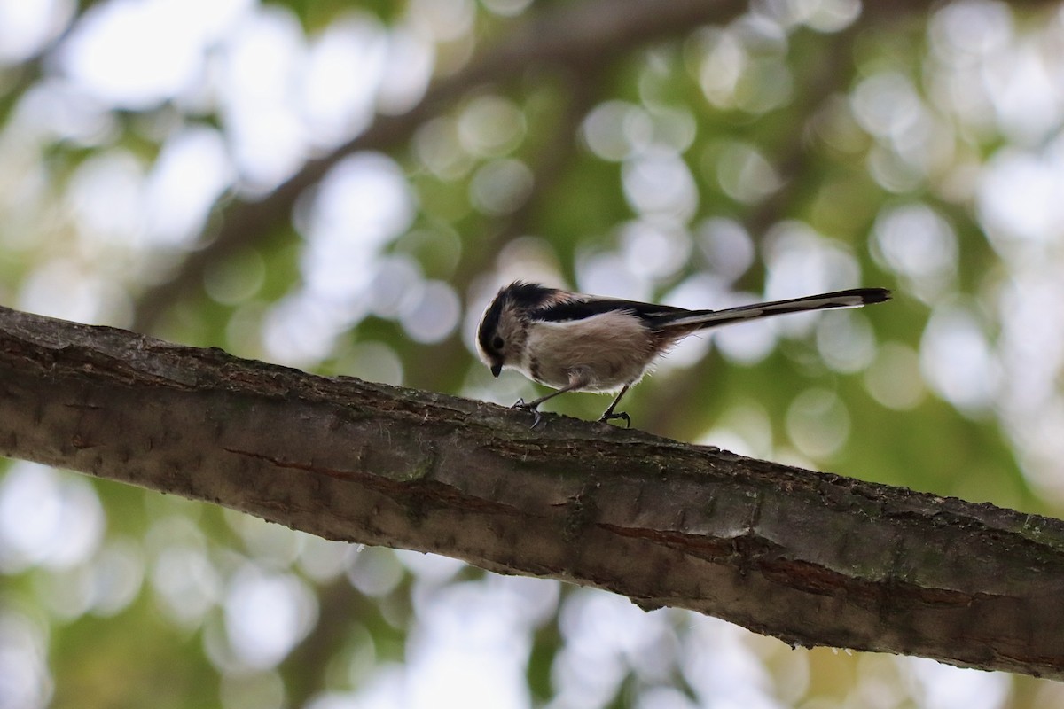 Long-tailed Tit - ML643700518