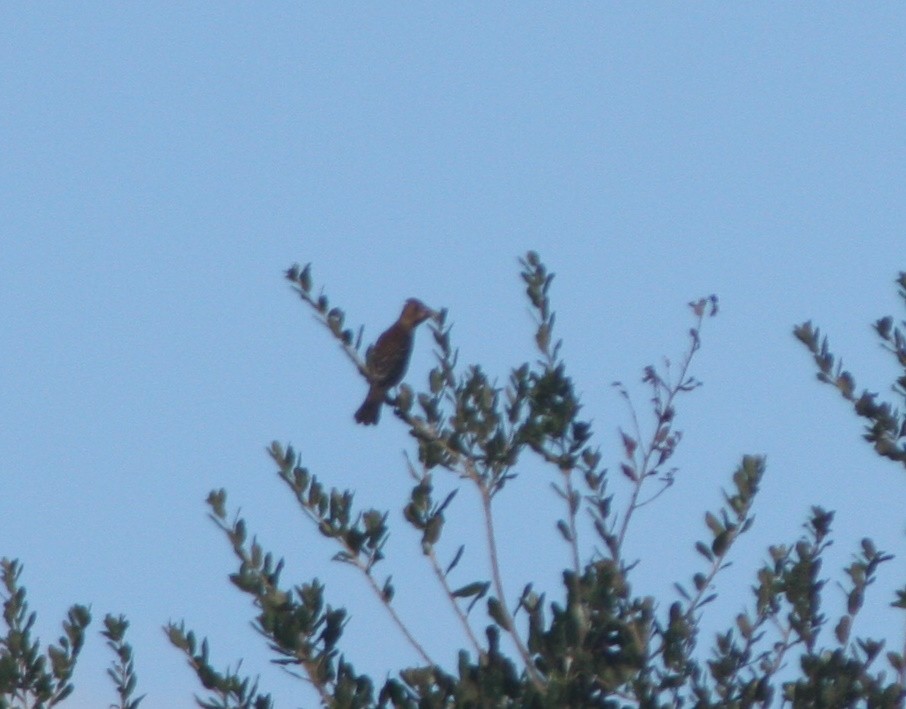 Blue Grosbeak - ML643700527