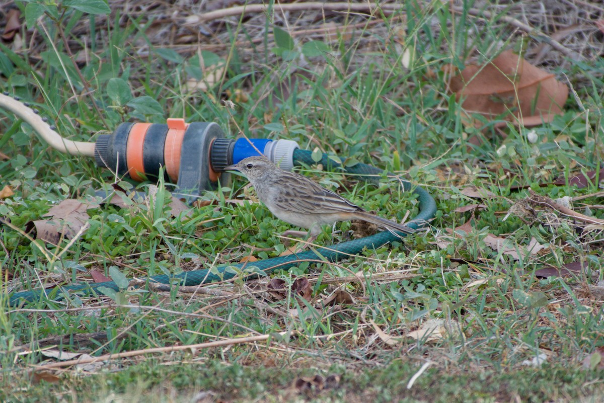 Rufous Songlark - ML643700538