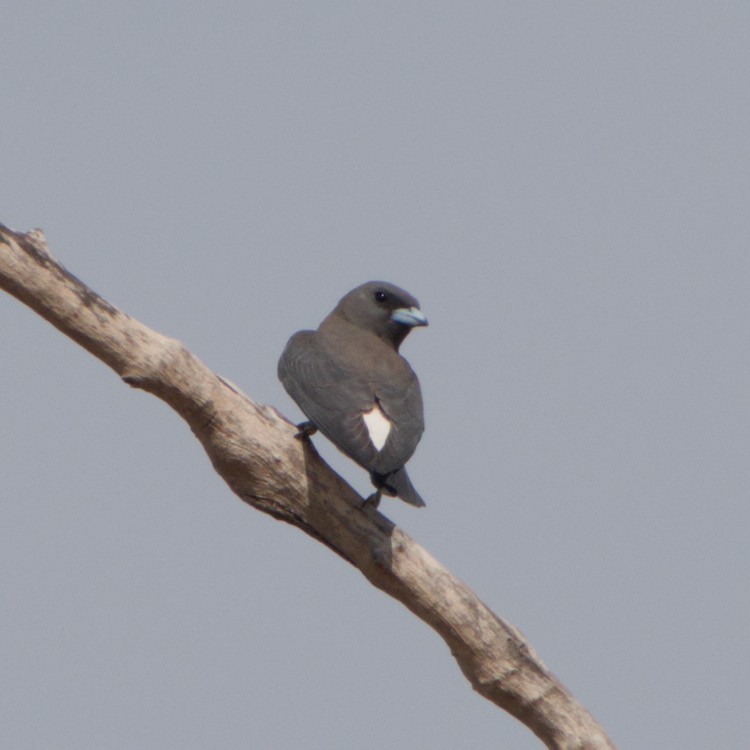 White-breasted Woodswallow - ML643700539
