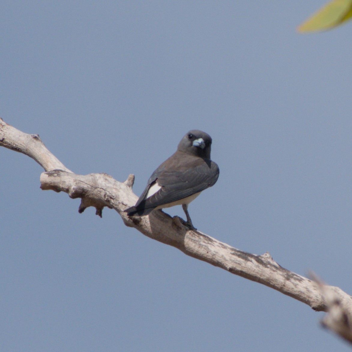 White-breasted Woodswallow - ML643700540