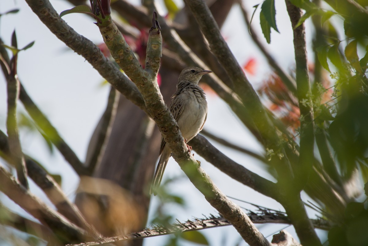 Rufous Songlark - ML643700547