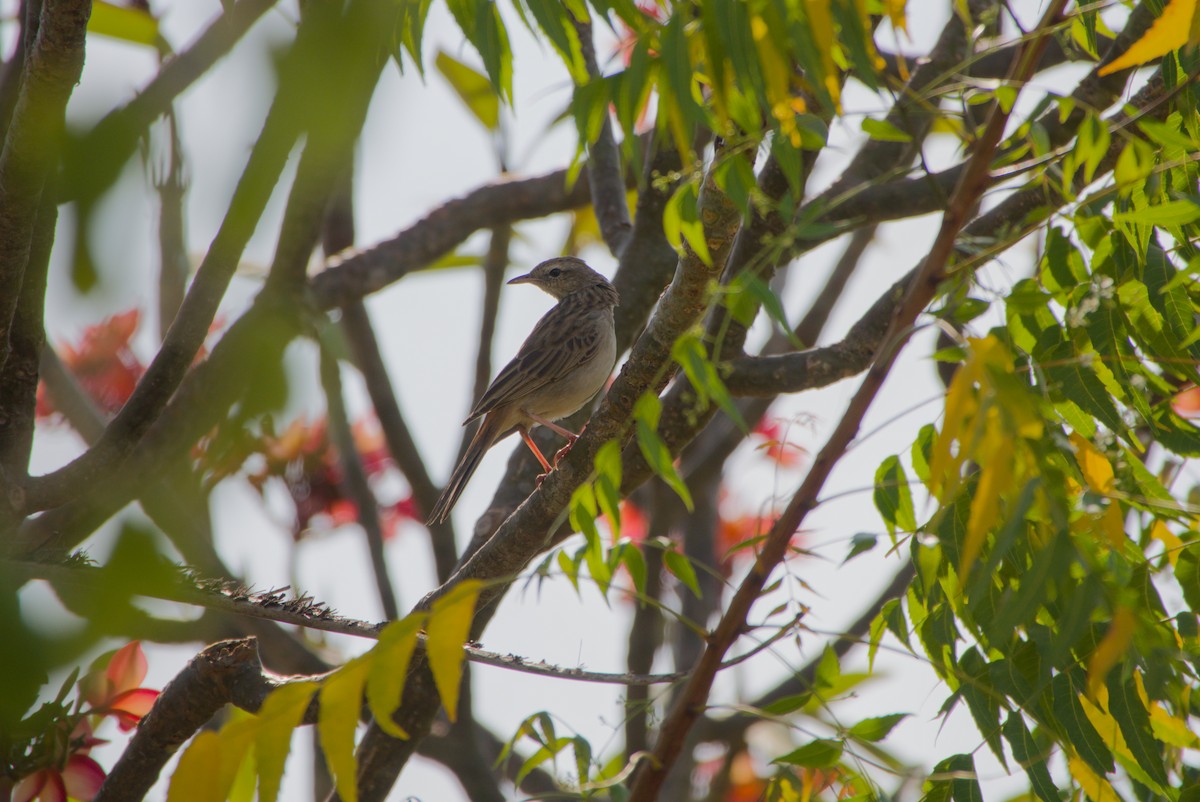 Rufous Songlark - ML643700548
