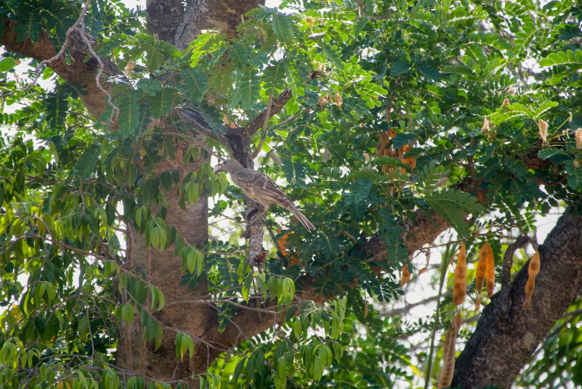 Great Bowerbird - ML643700550