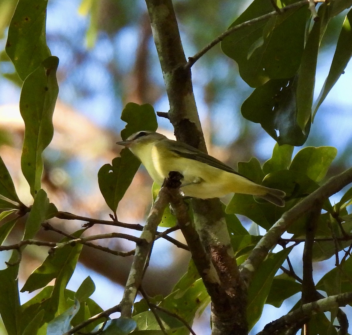 Philadelphia Vireo - ML643700551