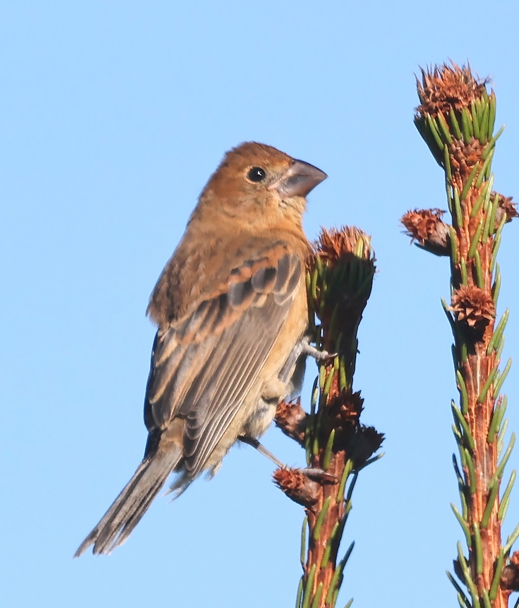 Blue Grosbeak - ML643700553