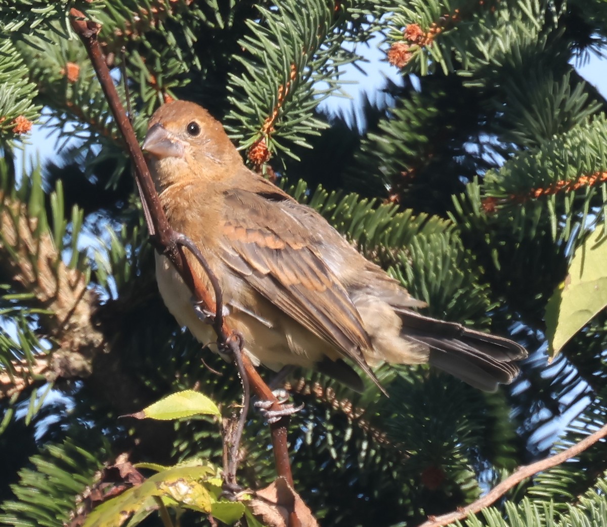 Blue Grosbeak - ML643700554