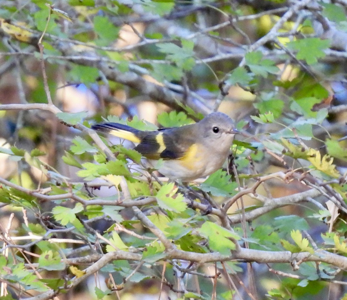 American Redstart - ML643700561