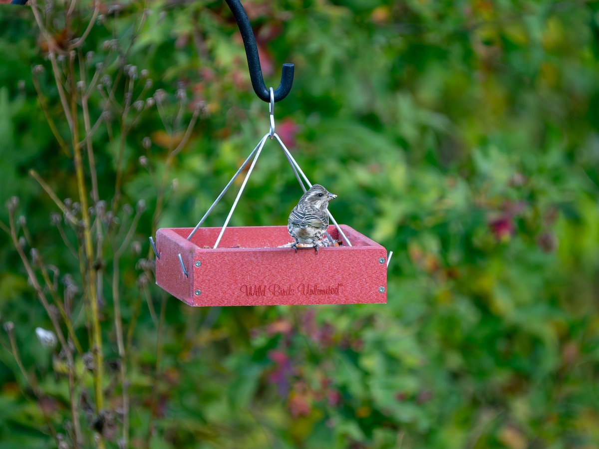 Purple Finch - ML643700568