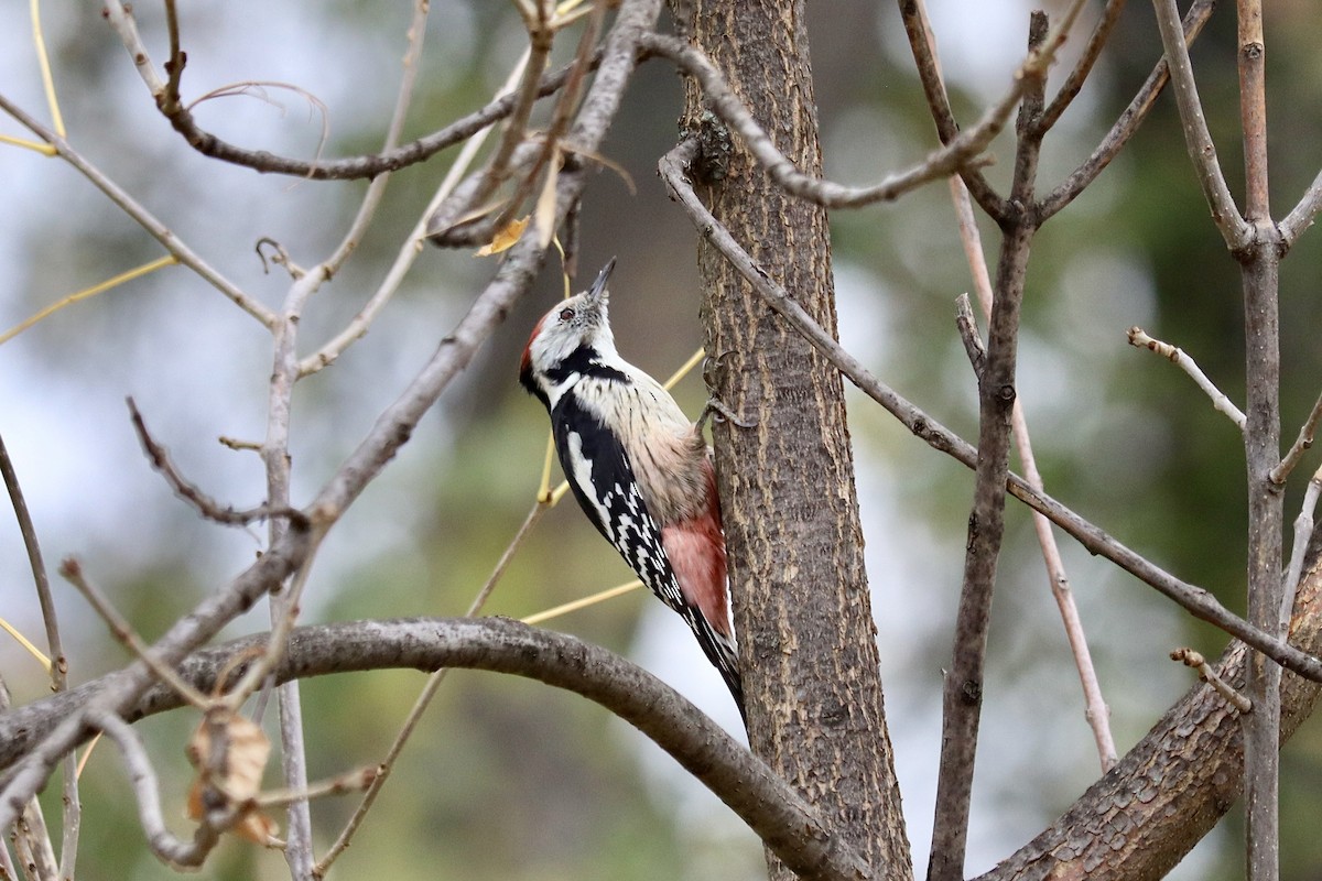 Middle Spotted Woodpecker - ML643700571