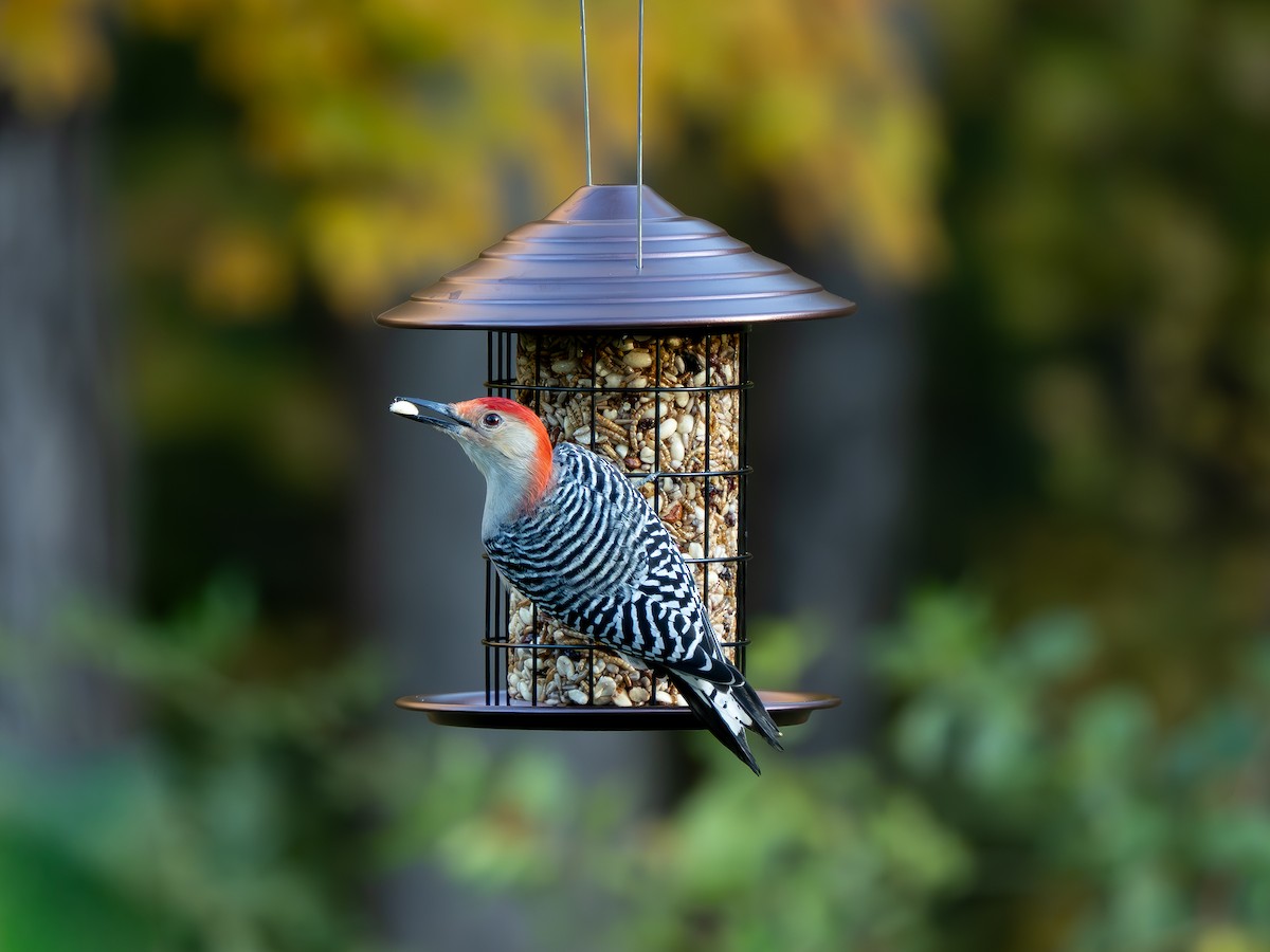 Red-bellied Woodpecker - ML643700583