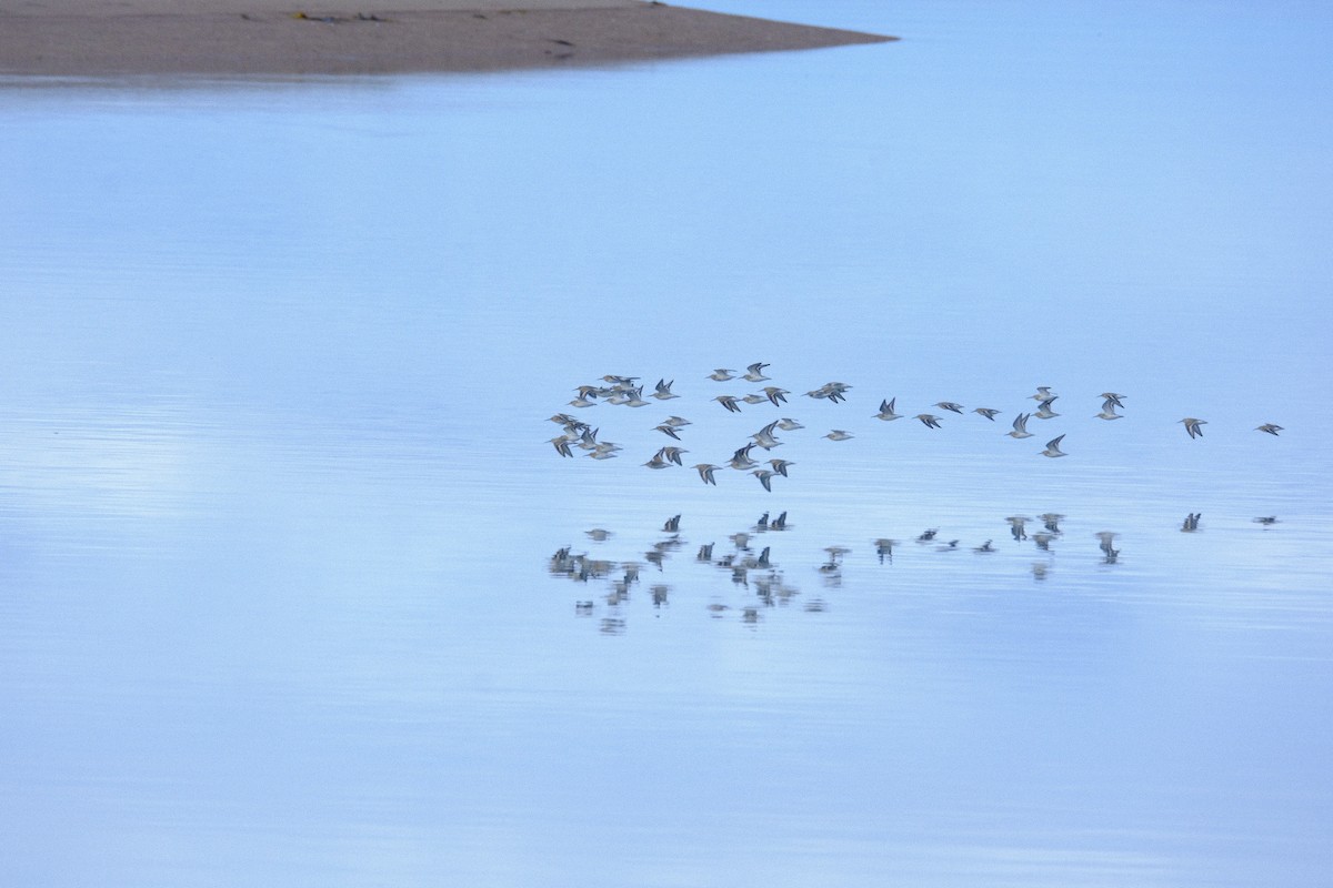 ハマシギ - ML643700591