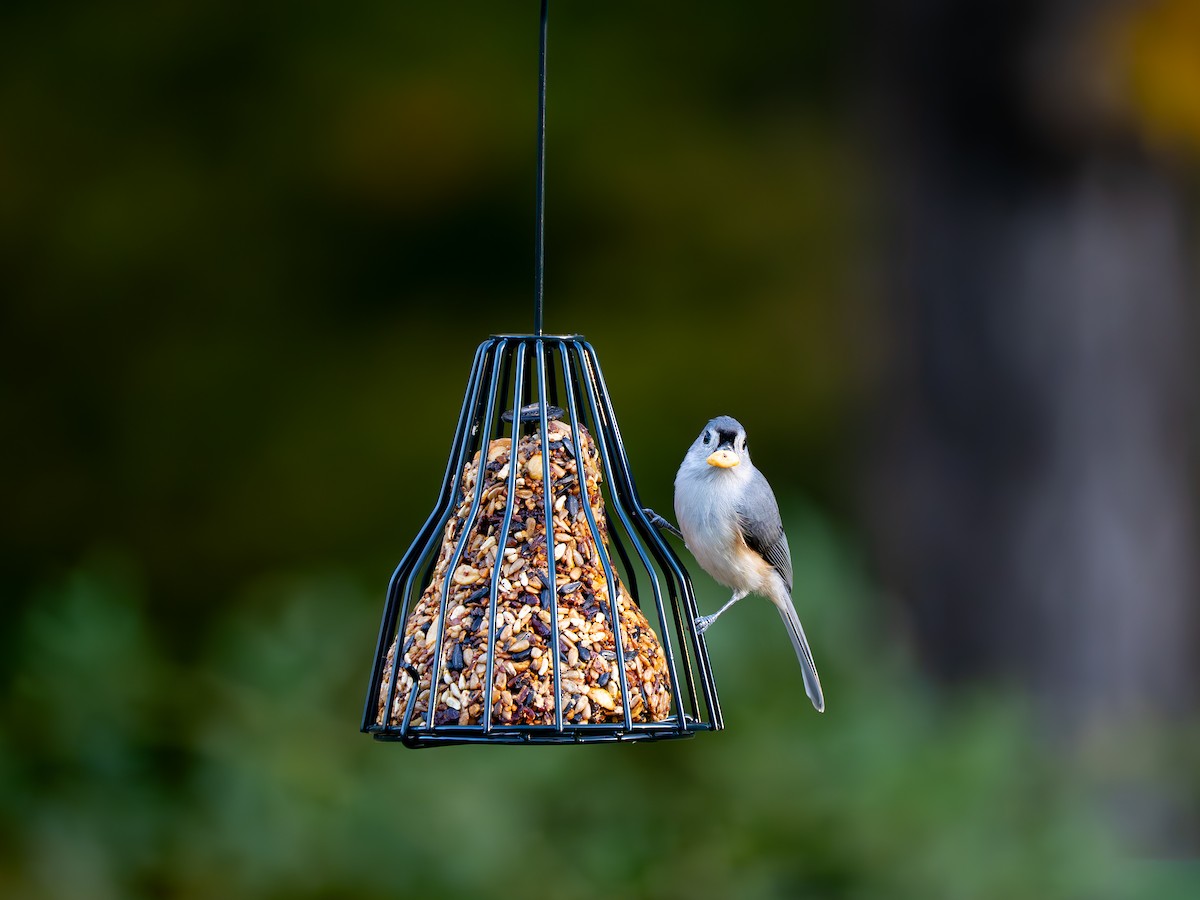 Tufted Titmouse - ML643700594