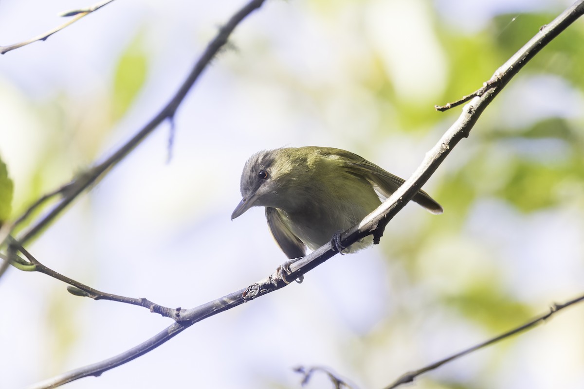 Yellow-green Vireo - ML643700595