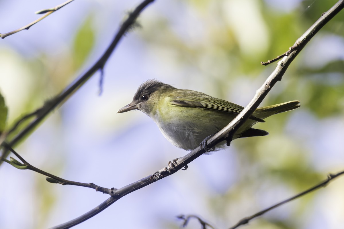 Yellow-green Vireo - ML643700596