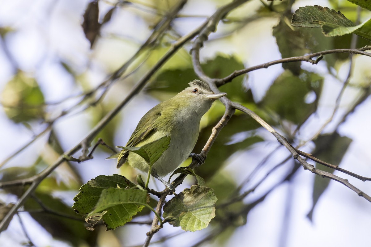 Yellow-green Vireo - ML643700597